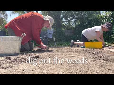 Planting Kurapia   1 Year Later