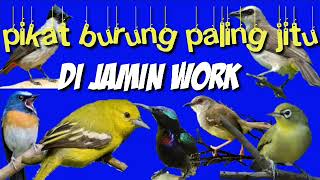 Download lagu suara pikat burung kecil besar paling work dan jitu mp3