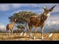 Okapis And The Evolution Of Giraffidae