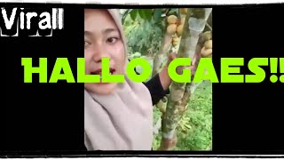Download lagu Virall!!! hallo Gaes Gayo Super Lucu mp3