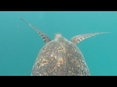RARO SPEARFISHING (Season 7, ep 12)