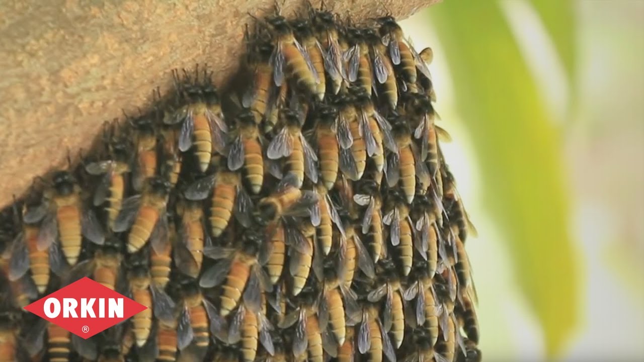 Bug Wisdom - Bees - Orkin Pest Control