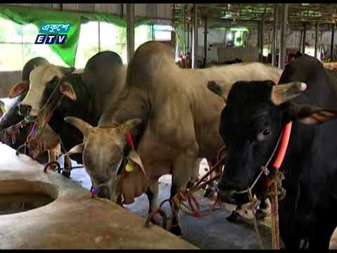 করোনা প্রভাভে অনলাইন গরুর হাটে ব্যাপক হারে যুক্ত হচ্ছেন ক্রেতা-বিক্রেতা