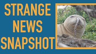 Bad Day for Seals &amp; Eels