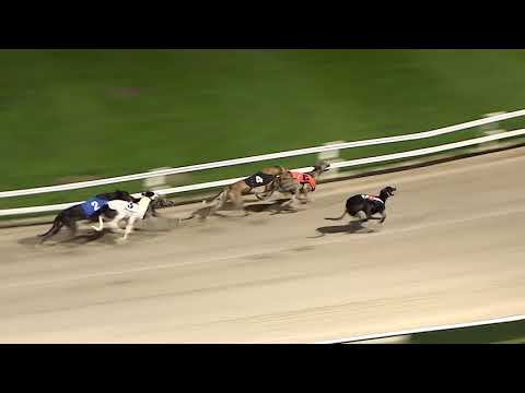 ECC TIMBER PUPPY DERBY - HEAT 8 - T4 AFFLECK BOLT