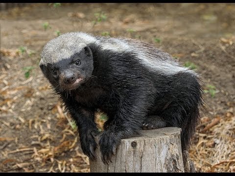 San Diego Zoo Kids - Honey Badger