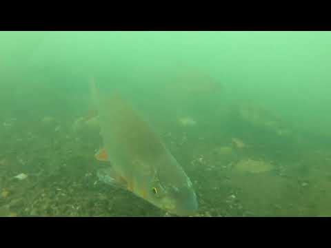 podvodna kamera... skobalj ispred apartmana Kriva Drina