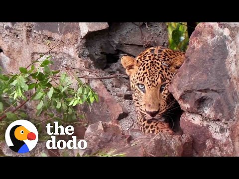 Watch This Wild Leopard Being Rescued by a Professional Team
