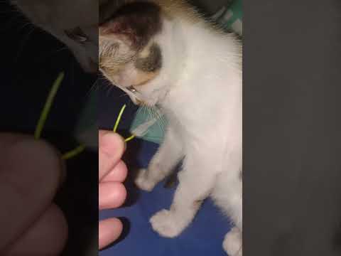 Adeel ♥️♥️ #cats#fyp #catshorts #viralvideo #rescuecat #funnyvideo