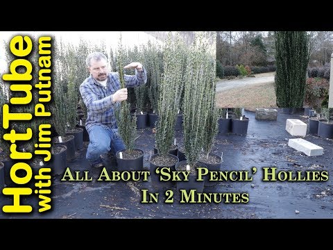 All About 'Sky Pencil' Hollies In 2 Minutes