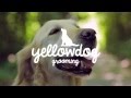 Yellowdog