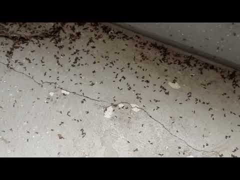 Store Bought Repellents Worsen Ant Problem in Titusville, NJ