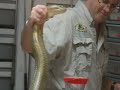 King Cobra Venom Extraction