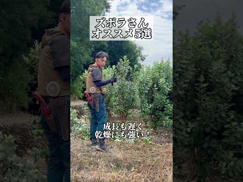 日当たりの良い低木が茂る土地を活気づけるための理想的な条件は何でしょうか?貴重なリストです！  庭園