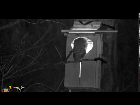 Barred owl arrives and enters nest box 04-14-18@Cornell Lab Bird Cams