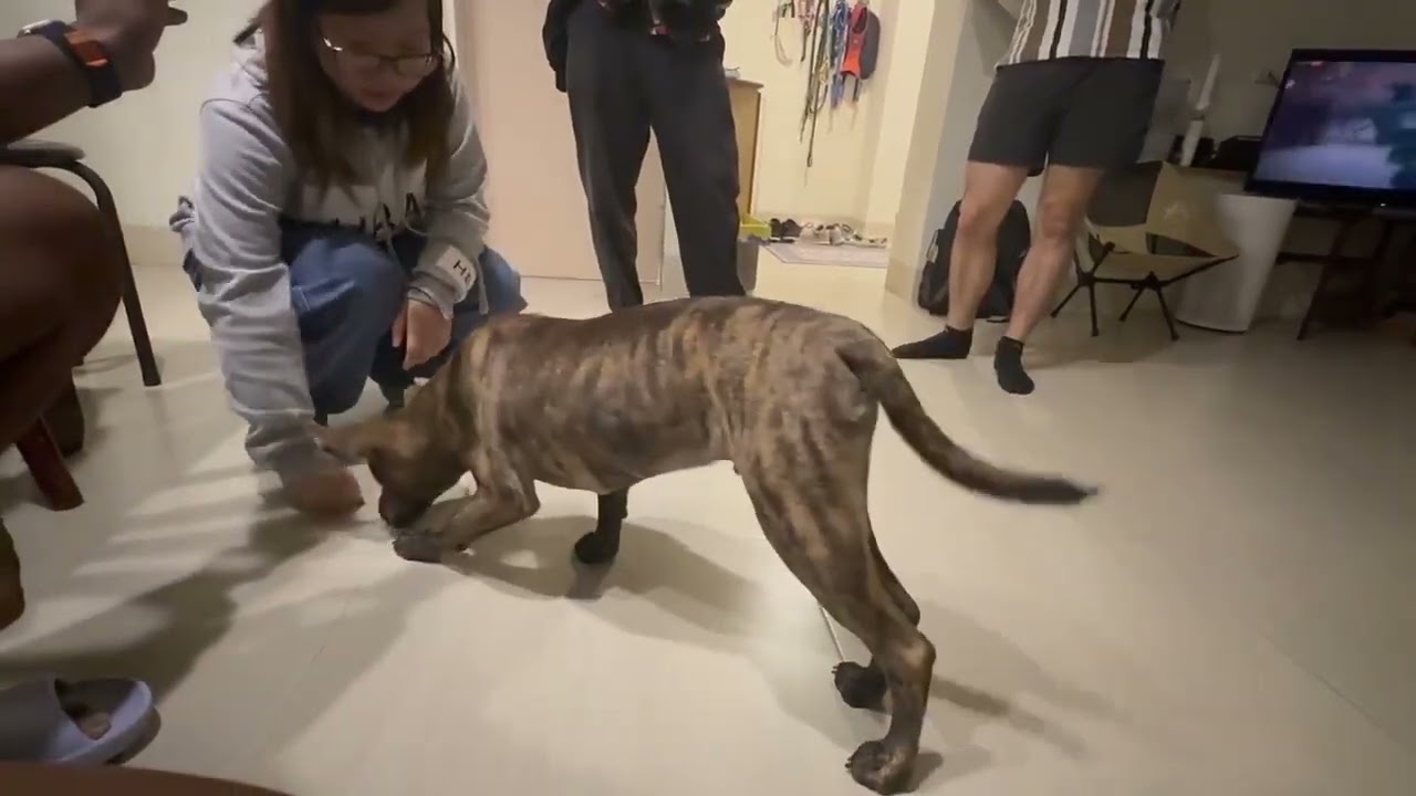 Koda, a ADOPTABLE mixed breed in San Mateo, CA video 6/6