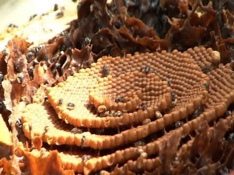how to move wild bees into a man made hive - Eduction