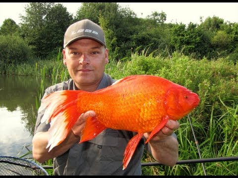 *GOLDFISH MONSTER* XXL Gold Crucian Carp / Gold Edition // Guldfisk - Medefiskeri i Danmark
