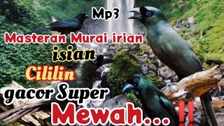 Download lagu Masteran Murai irian isian Cililin...‼️GACOR SUPER MEWAH mp3