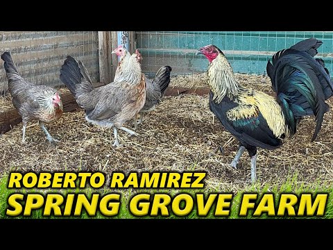 CALIFORNIA !! Beautiful Quality Birds Roberto Ramirez SPRING GROVE Hollister CA - Farm Visit USA