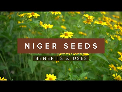 Niger Seed Oil 100 ml, Cold Pressed Edible