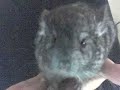 Chinchilla Baby