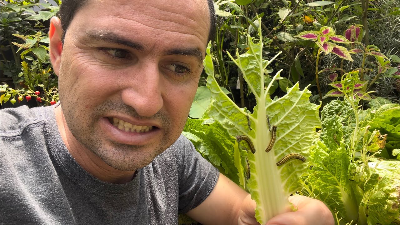 COMO ACABAR COM AS LAGARTAS DA HORTA