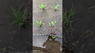 樫内利政 撮影　イモリ捕獲