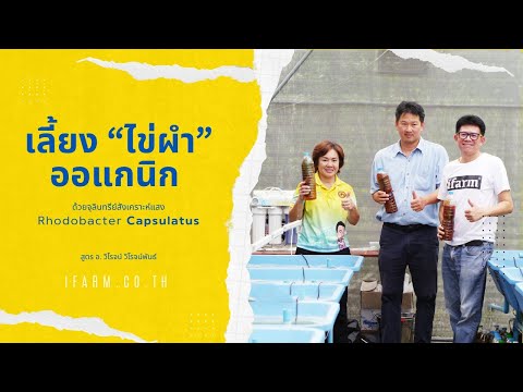 🔴 การเพาะเลี้ยง "ไข่ผำ" ออแกนิก ด้วย "จุลินทรีย์ Rhodobacter capsutus" จากใบทองหลางน้ำก้านแดงมีหนาม