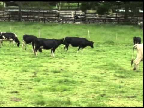 Los Pacharacos - Pucarinita