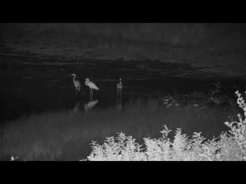 Djuma: Large Puff Adder swam across dam with the birds watching it closely - 20:42 - 04/19/19