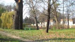 preview picture of video 'Park Alexandria, Bila Tserkva city, Ukraine'