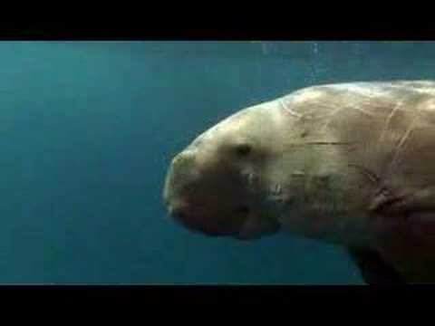 Dugong ´Dennis´, Marsa Abu Dabab,Ägypten