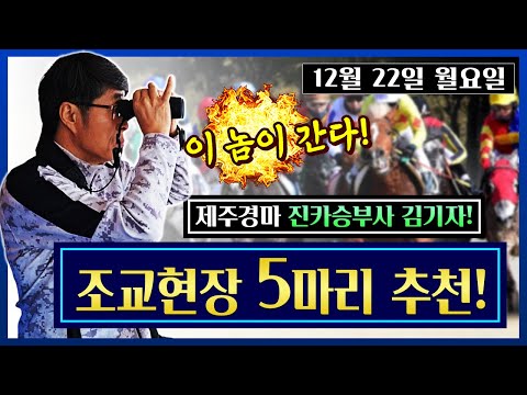 월요 제주 조교현장의 5마리???? 김기자의 새벽조교 이놈이간다!! (12월22일)