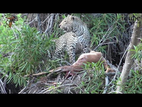 Leopard Family, Part 32