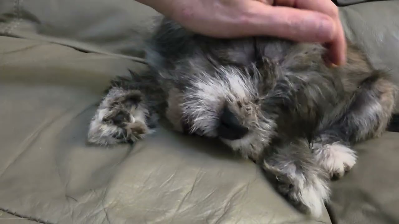 Enlarge Banjo, a Adoptable mixed breed in Los Angeles, CA video 5/5