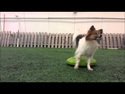 Kehonhallintakurssi // Niinu Agility Sport