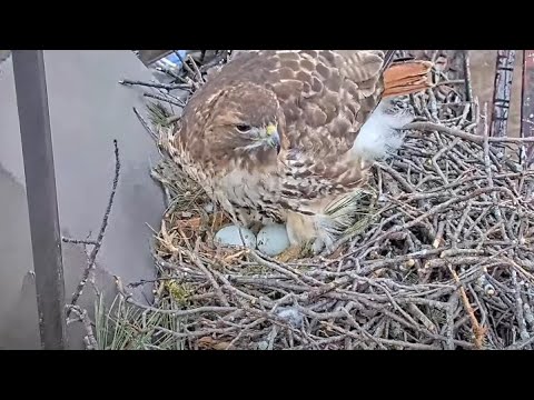 Big Red Lays Egg #2 At Cornell Hawks Nest! – March 20, 2024