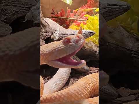 Rattlesnake Fangs Slow MO P1. #shorts #fyp
