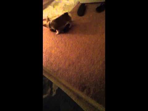 Lil Kinko bear fight!!!