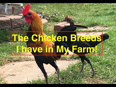 , title : '我家各种各样的鸡品种你认识几个？下彩蛋的鸡我保证你没见过！快来看看我的农场！Chicken breeds I have in my farm!'