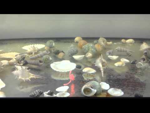 Crazy Fish Allure 4cm 53 Shrimp