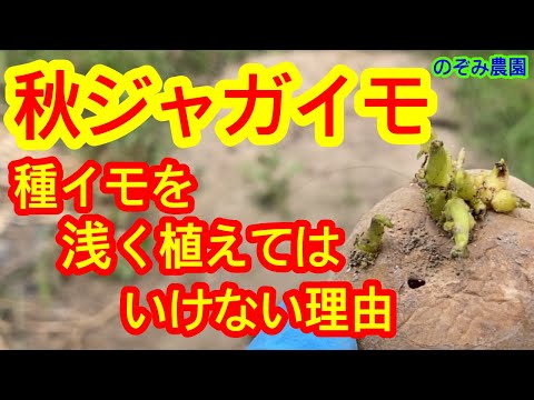 灰を菜園にいつ入れるのですか？すべての理由と理由!  庭園