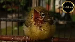 Download lagu Suara Anakan Burung Pleci | Pleci Lolohan | Zosterops mp3 Download lagu Suara Anakan Burung Pleci | Pleci Lolohan | Zosterops mp3