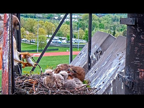 Big Red Announces Arthur's Chipmunk Delivery At Cornell Hawks Nest – May 13, 2024