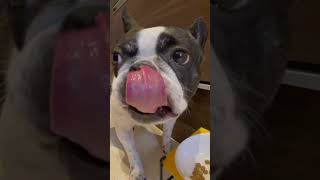 ご飯もりもり食べて偉いね😊 #shorts                      "You're doing great, eating rice so enthusiastically! 😊"