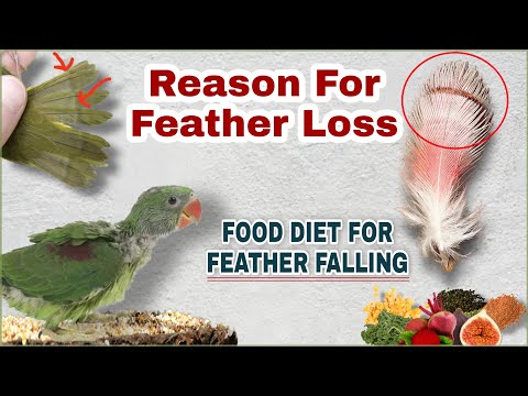 , title : 'Birds feather falling issue | Reason for birds feather loss and remedies | Cockatiel feather lossing'