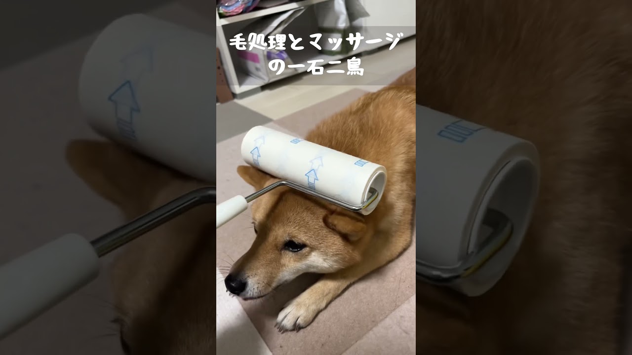 柴犬と暮らすほのぼのした日常 #柴犬 #豆柴