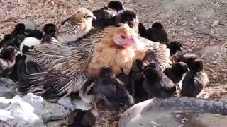 preview picture of video '#Mangal #Agro #Farm एक कोंबड़ी 100 पिल्लाना कसे सांभाळते पूर्ण व्हिडिओ पहा'