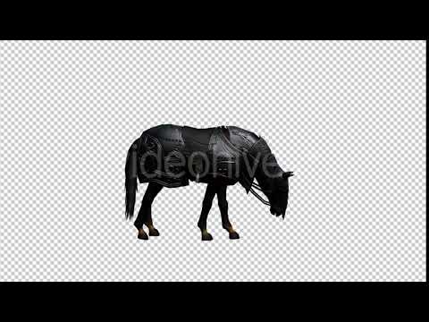 Medieval War Horse Eating - Grazing | Motion Graphics - Envato elements